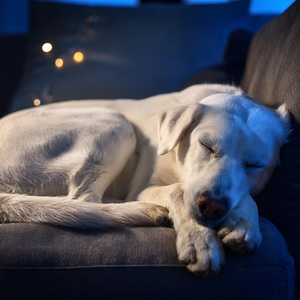 Música Relajante Para Perros