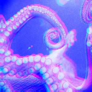 蛸 octopus