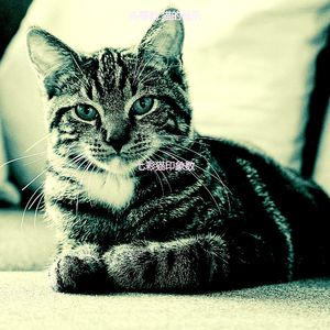 精彩压力大的猫环境