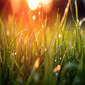 Prajna Paramita Heart Sutra