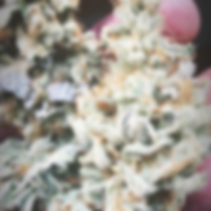 New Money (feat. Kush Kelz)