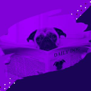 Extraordinary Calming Dogs