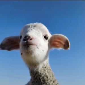 我好像在哪里见过你(翻唱)