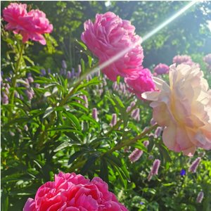 Manha De Carnaval (French Version)