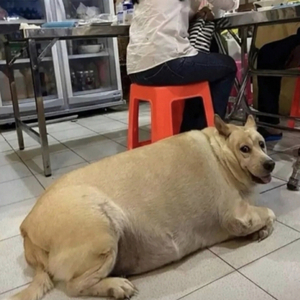 暴雨（抒情版）