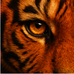 Eye of the Tiger