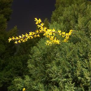 16.未结果的爱-普鲁士蓝