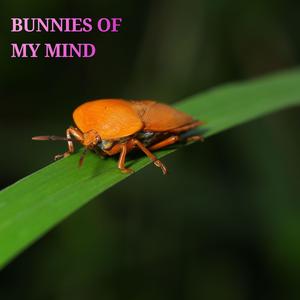 Bunnies of My Mind