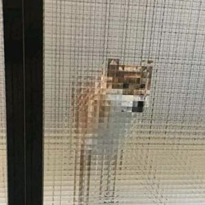 屋檐下小猫 伴奏