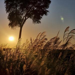 Ecos do que não fui