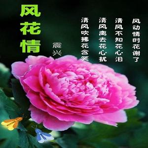 风花情