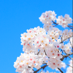 盼君折枝（女生版）