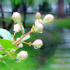 雨后青山翠