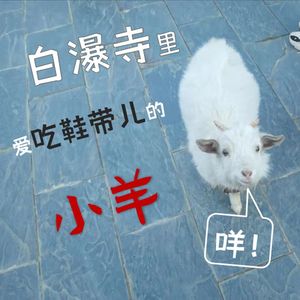 白瀑寺爱吃鞋带的小羊