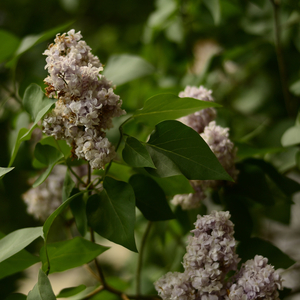 स्पष्ट अर्थ का सपना देख