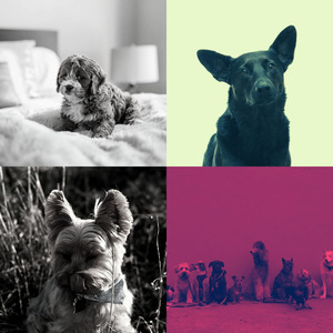 温和孤独的狗梦想