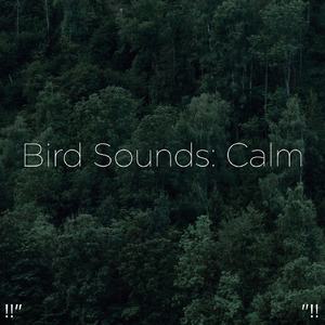 Bird Sounds