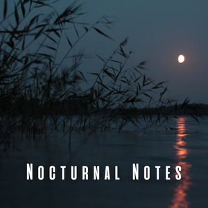 Nocturnal Bird Lullabies