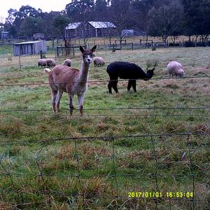 spineless (optigan 4)