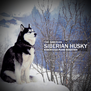 Siberian Husky (Rxbertxxxx Piano Rendition)