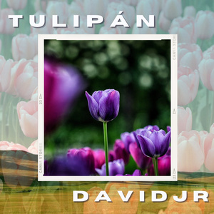 Tulipán