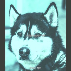 抚慰的幼犬回忆