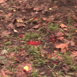 перформатив лайф