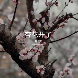 杏花开了