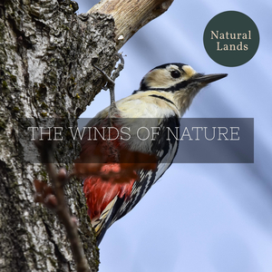 Mid-day Heat in the Mountains