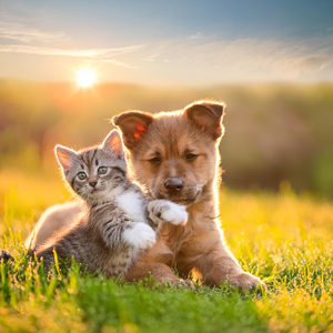 Flujo Silencioso De Compañeros