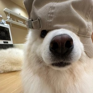 你好似一种蛊