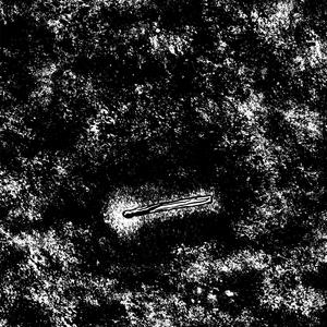 Whispers in the Dark