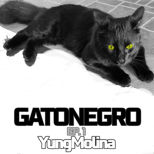 Gatonegro (Vitae Ii)