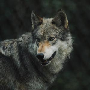 Same Blood, Same Flame