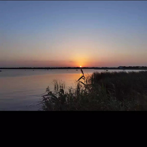 羞答答的玫瑰静悄悄地开