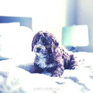 安静的睡狗声音