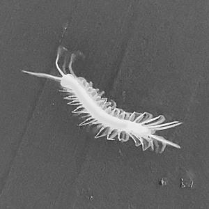 TENSEGRITY (feat. Rodz!)