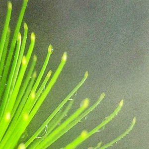 伊人 (催眠曲5分钟入睡)