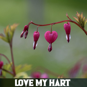 Love My Hart