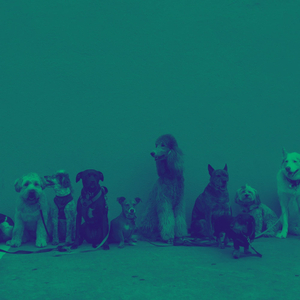 Friendly (Calming Your Dog)