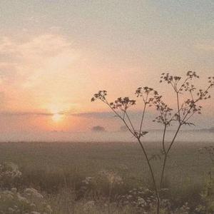 一棵会开花的树