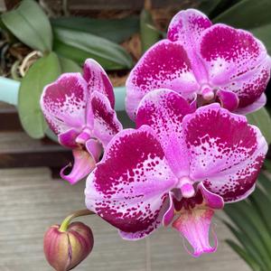 I'm a baby hold you on