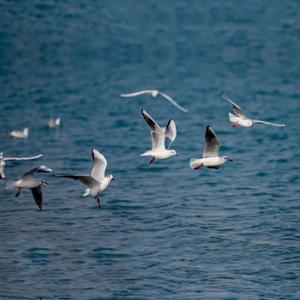 西奈麻辣姐妹 第五季