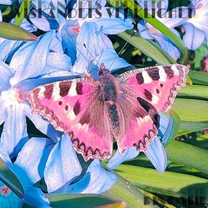 Blomster Blomma