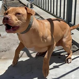 La Historia de Frankie y el Tiburon Rojo