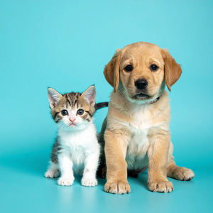 Una Pausa Juguetona Bajo Los Árboles