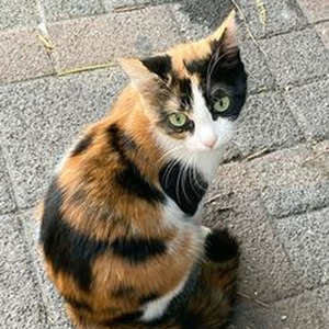 Tom's Diner (slowed)