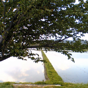 自然音 - 安曇野 - カエルの鳴き声01