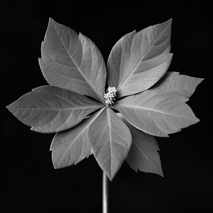 キャンディ・マジック