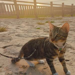 小猫的梦想